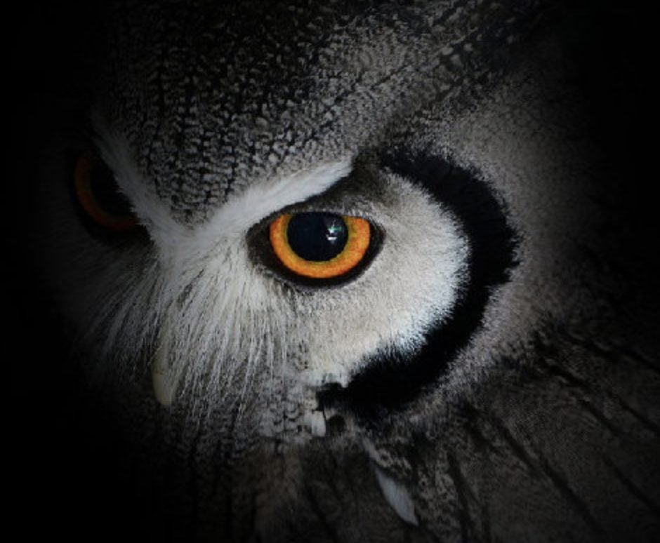 xiaomi noght owl: algoritma kamera