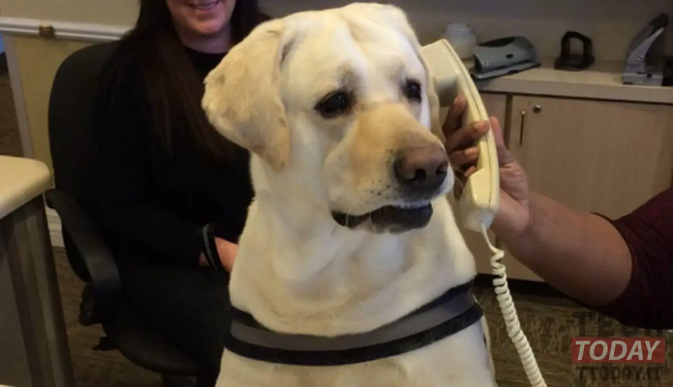 dogphoneは犬用のスマートフォンです:これがその仕組みです