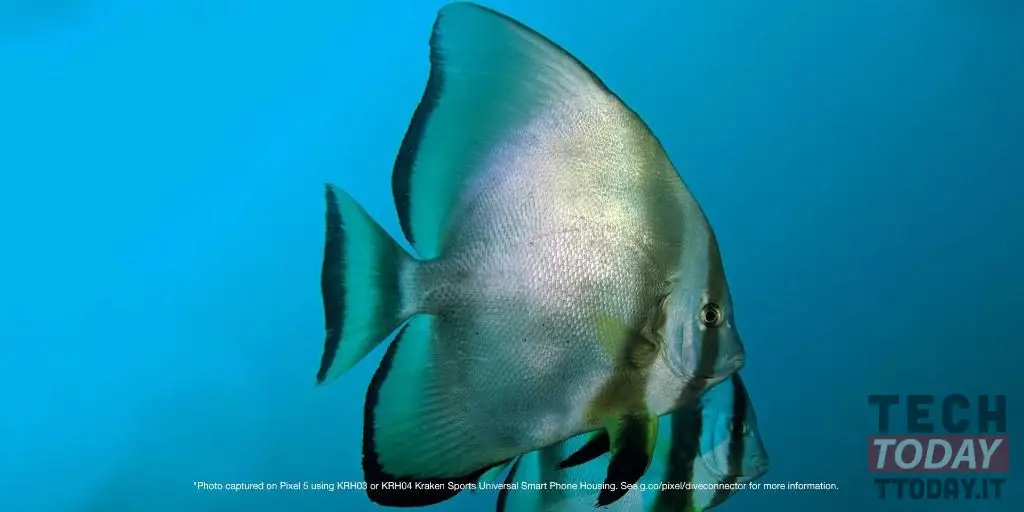 صور 5 بكسل تحت الماء