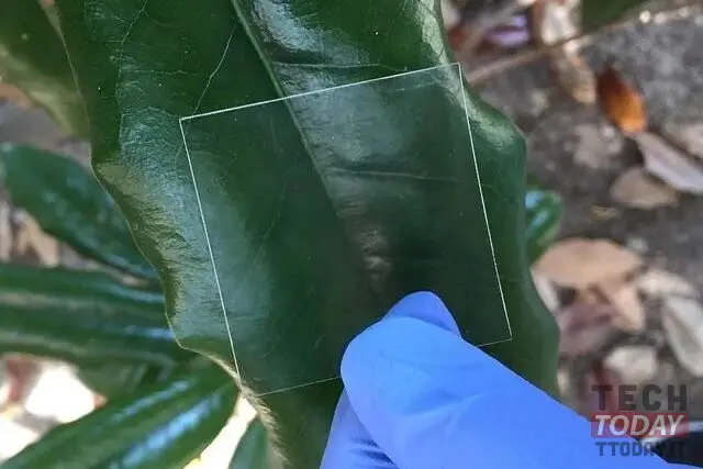 זכוכית העשויה מעץ בלסה לתצוגות סמארטפונים