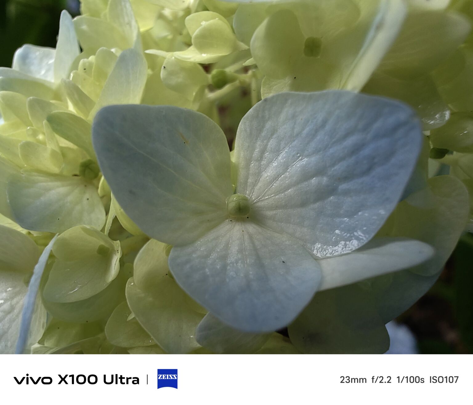 VIVO X100 울트라