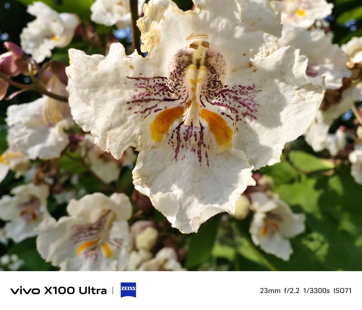 VIVO X100 울트라