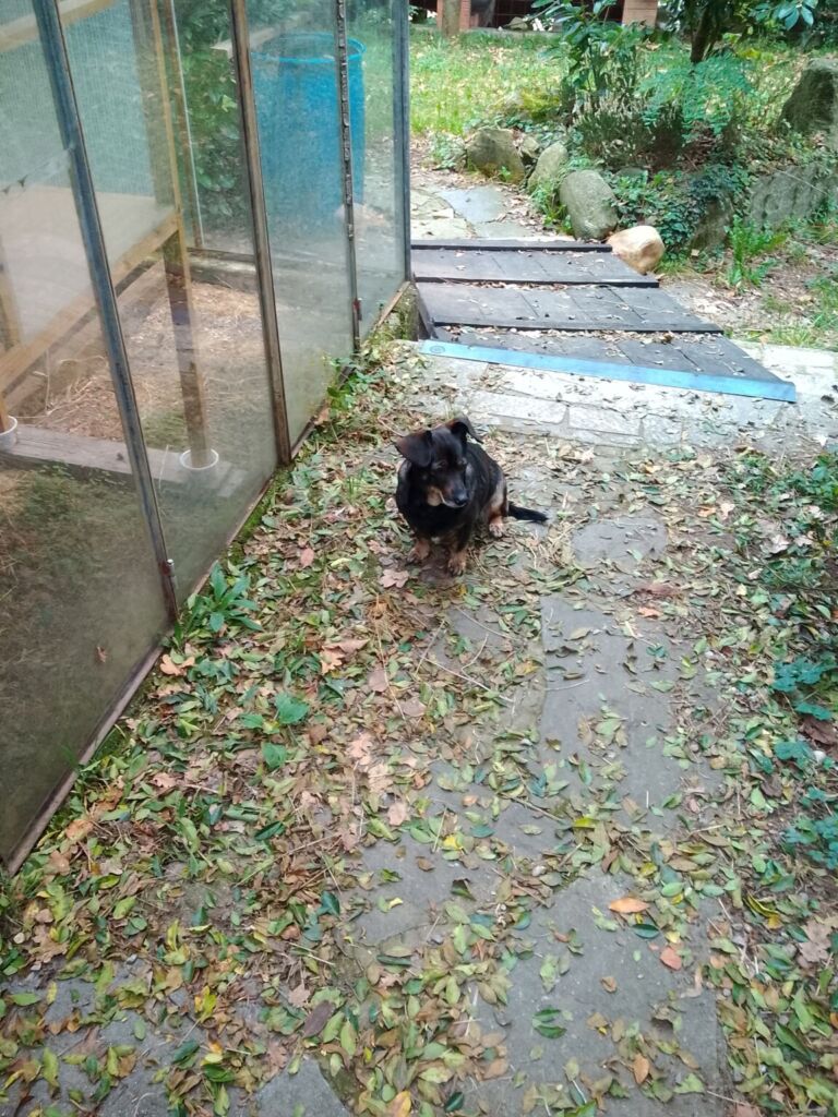 TABWEE t60 专业版