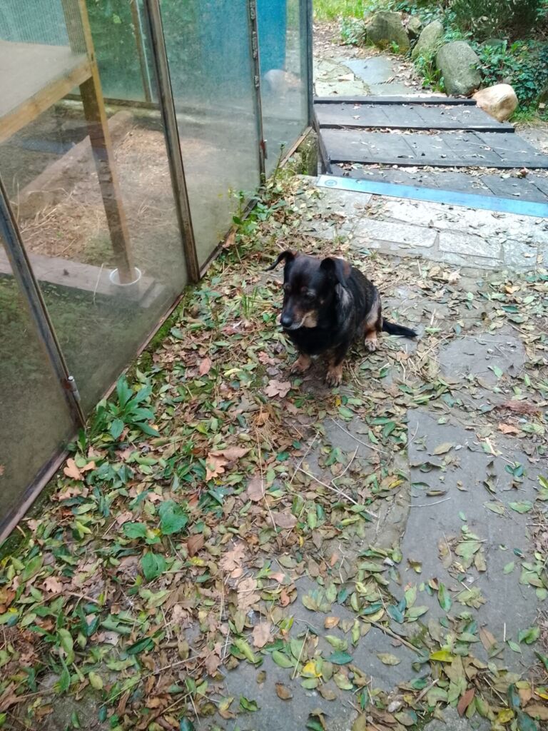 TABWEE t60 专业版