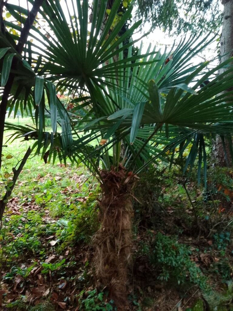 TABWEE t60 专业版