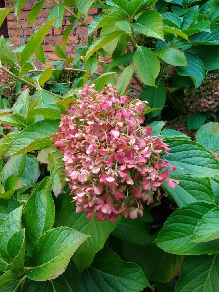 TABWEE t60 专业版