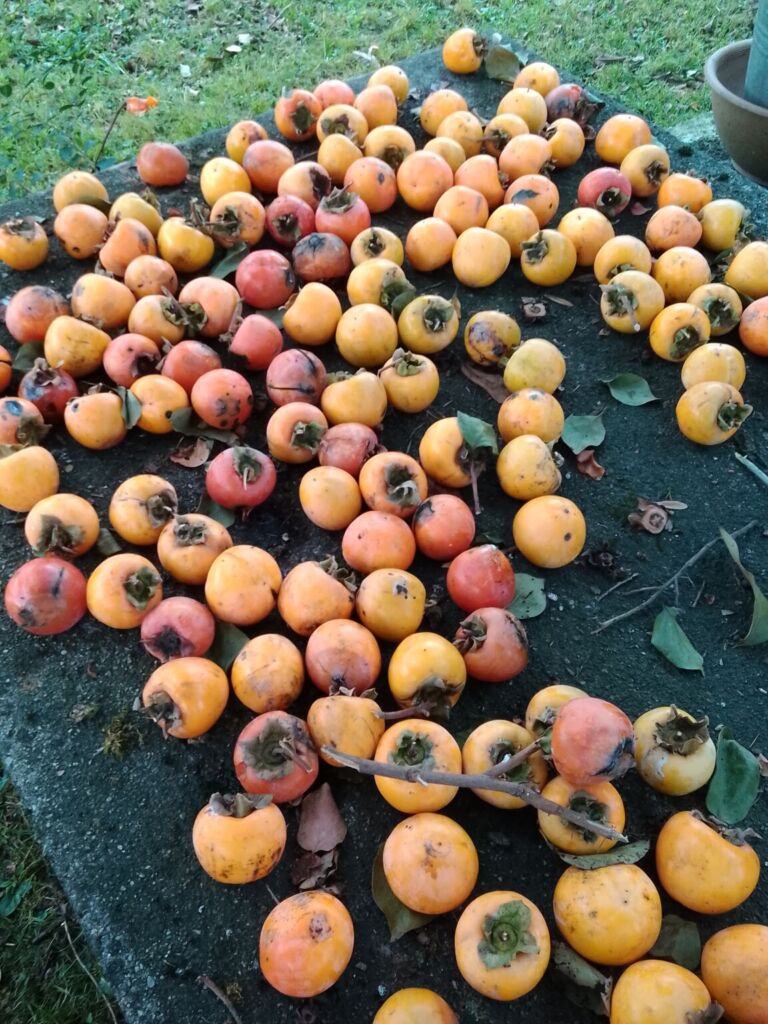 TABWEE t60 专业版