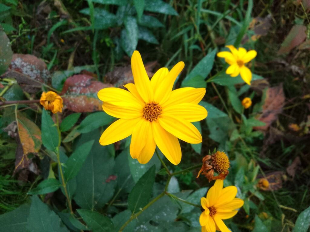 TABWEE t60 专业版