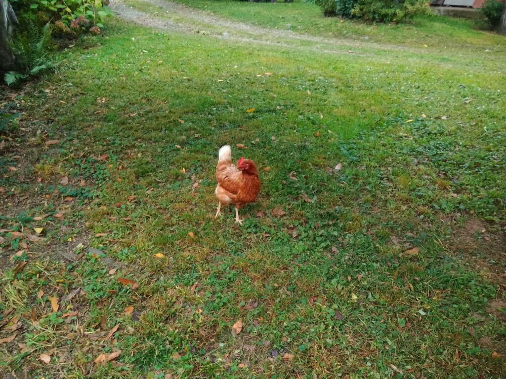 TABWEE t60 专业版