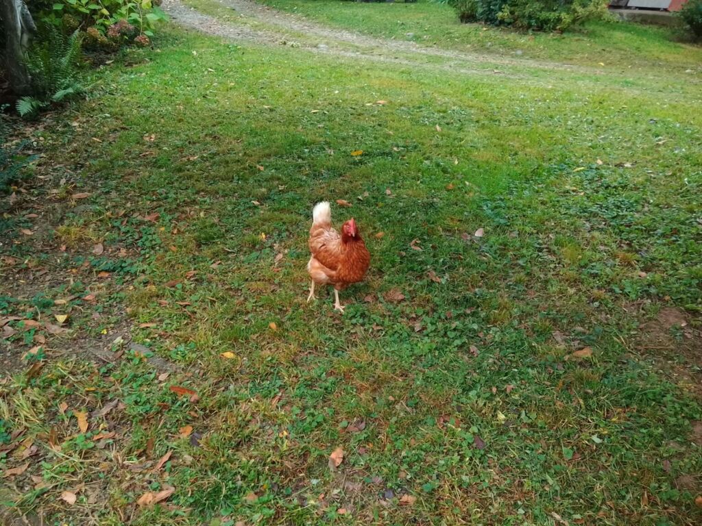 TABWEE t60 专业版