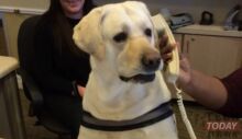 DogPhone è uno smartphone per cani…seriamente | Video