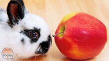 Xiaomi threatens Apple's "crown" in the wearable market!