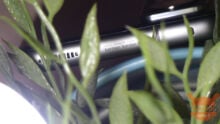 Xiaomi 12 כמו OnePlus 9 Pro: האודיו קיים, אבל אפשר לעשות יותר