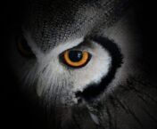 Xiaomi spiega il nuovo algoritmo fotografico “Night Owl” di Mi 11 Ultra